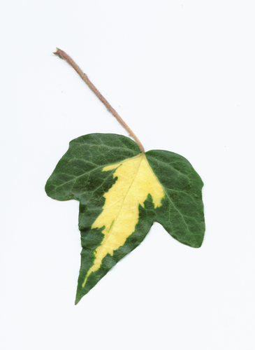 Variegated leaf